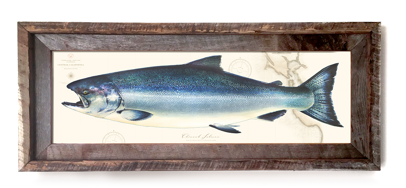 Bluegill Drawing Watercolor Picture Free Download - San Francisco (1400x659), Png Download