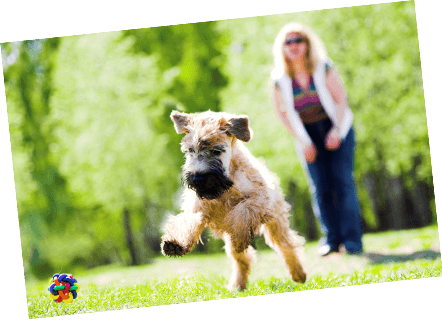 Soft-coated Wheaten Terrier With Healthy Paws Dog Insurance - Soft-coated Wheaten Terrier (442x320), Png Download