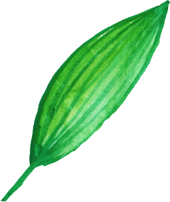 Free Download - Mint Leaf Png (597x710), Png Download