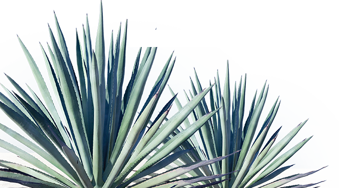 Tequila101 Q2 Img - Plants (662x368), Png Download