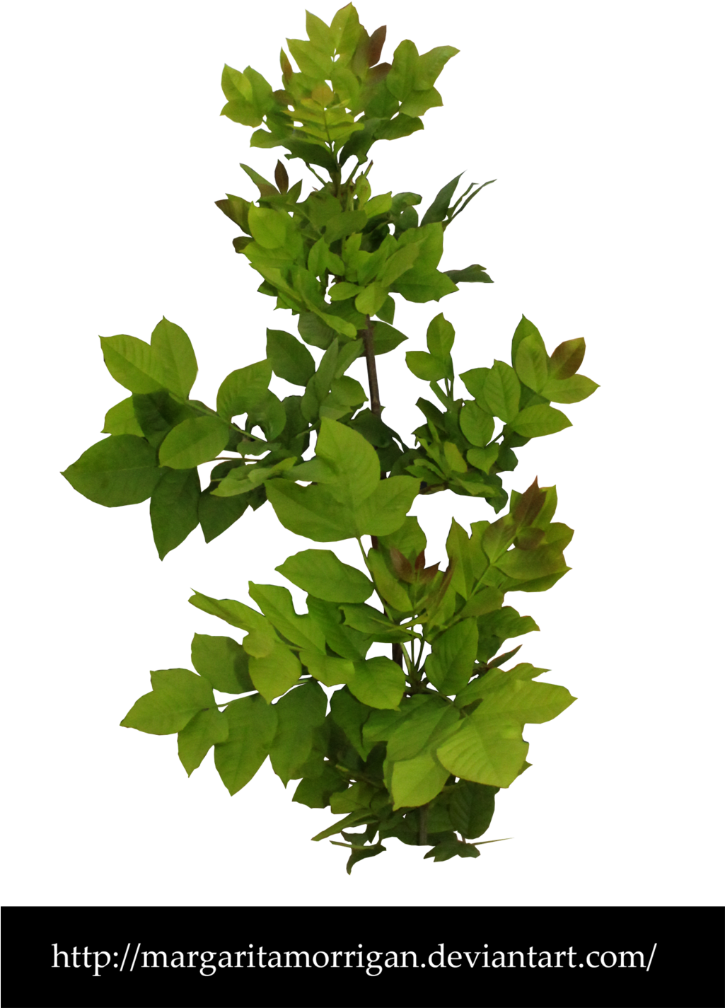 Shrub By Margarita-morrigan - Shrub (1024x1465), Png Download