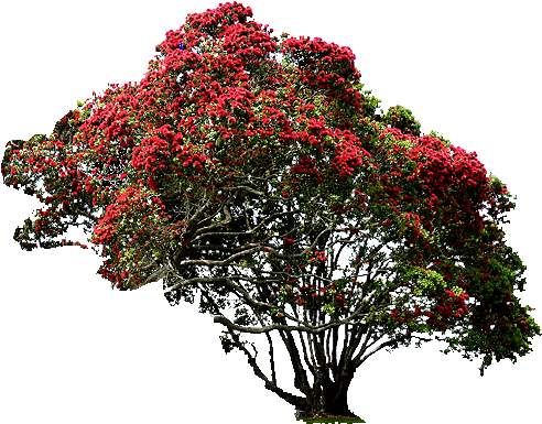 Photo Nz Christmas Tree Zpsa9p5cmwc - New Zealand Christmas Tree 10+ Seeds (515x402), Png Download