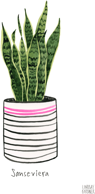 "sanseviera" Watercolor Painting By Lindsay Gardner - Flowerpot (504x756), Png Download