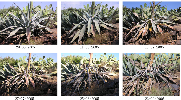 The Dying Process - Ciclo De Vida Del Maguey (766x425), Png Download