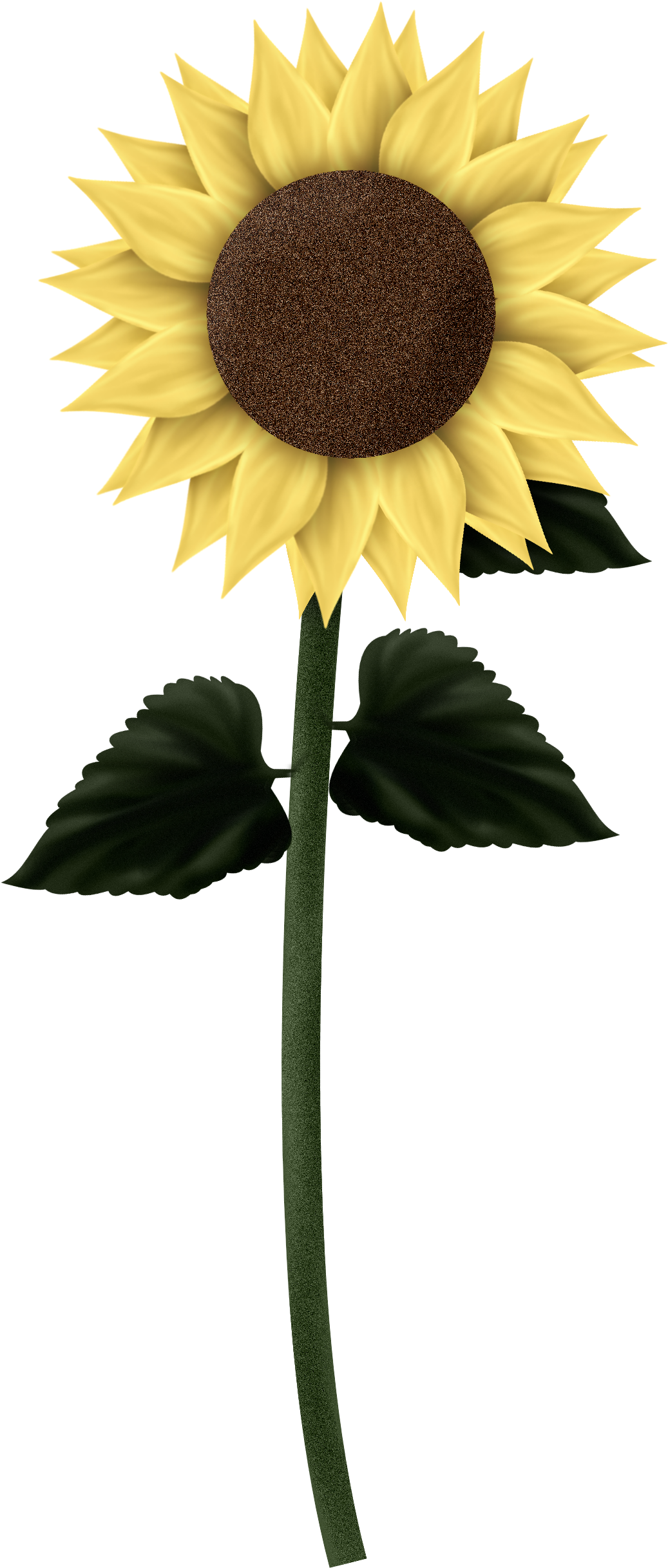 Sunflowers - .png Sunflowers (2000x2600), Png Download