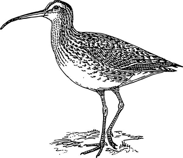 Curlew Bird Svg Clip Arts 600 X 518 Px (600x518), Png Download