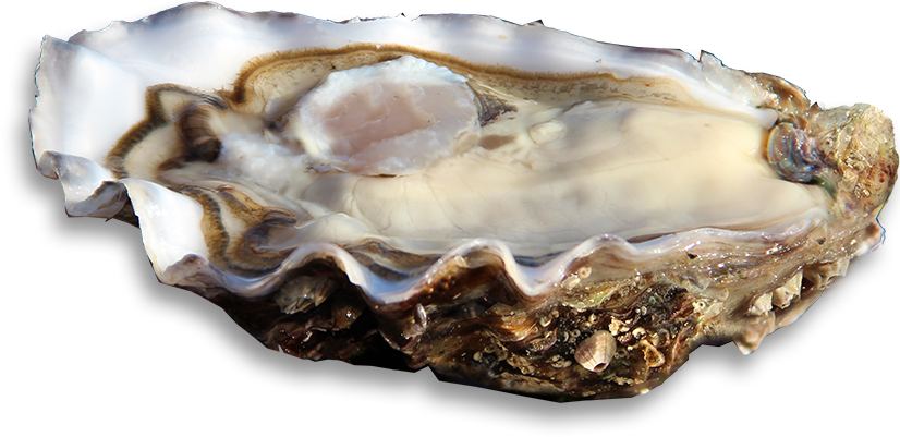 Previous (835x404), Png Download