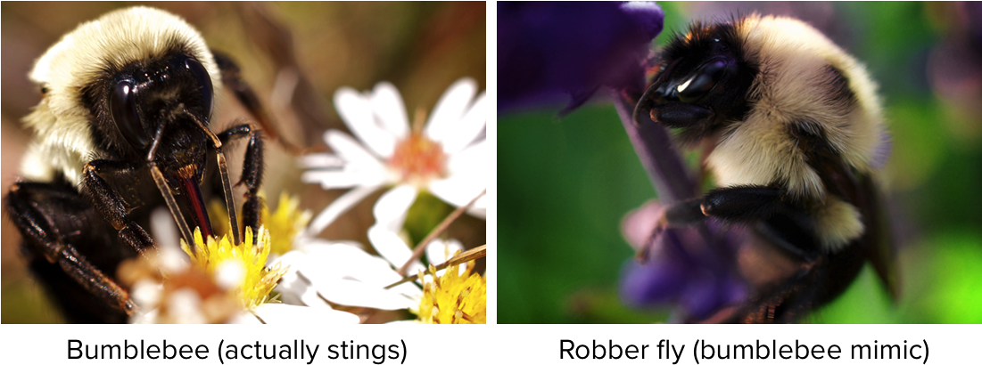 Community Ecology (1108x412), Png Download