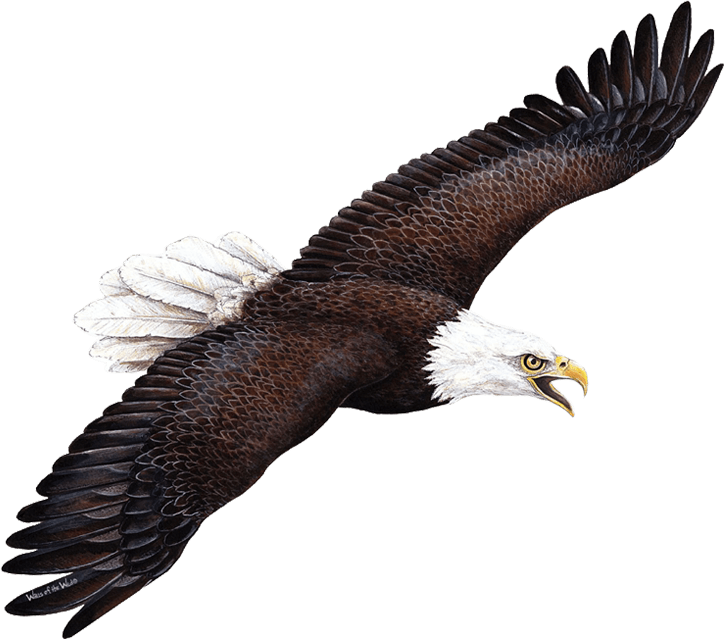 Wallsofthewild Giant Eagle Wall Sticker (1024x1024), Png Download