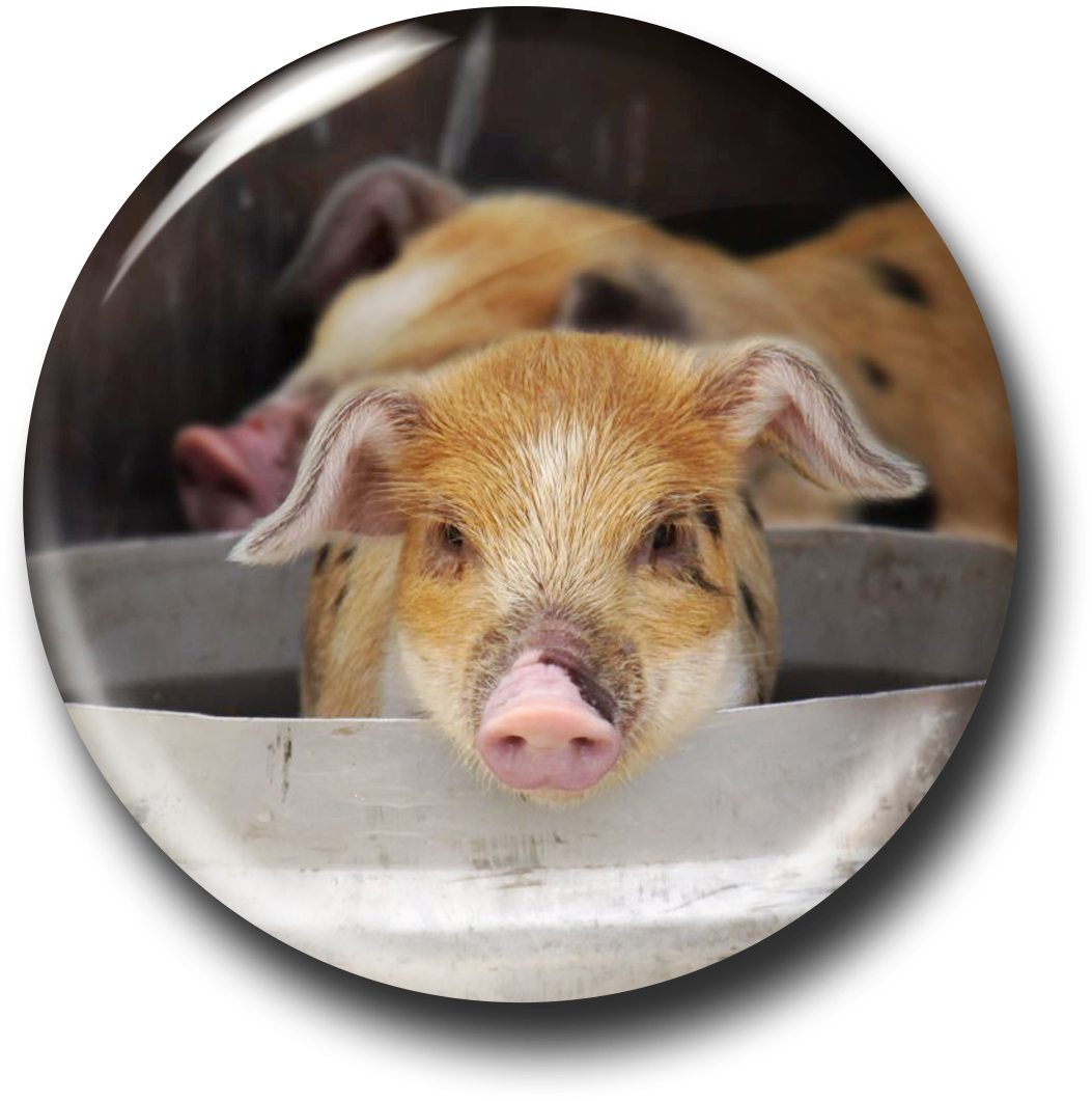 Here Piggy Piggy (1200x1200), Png Download