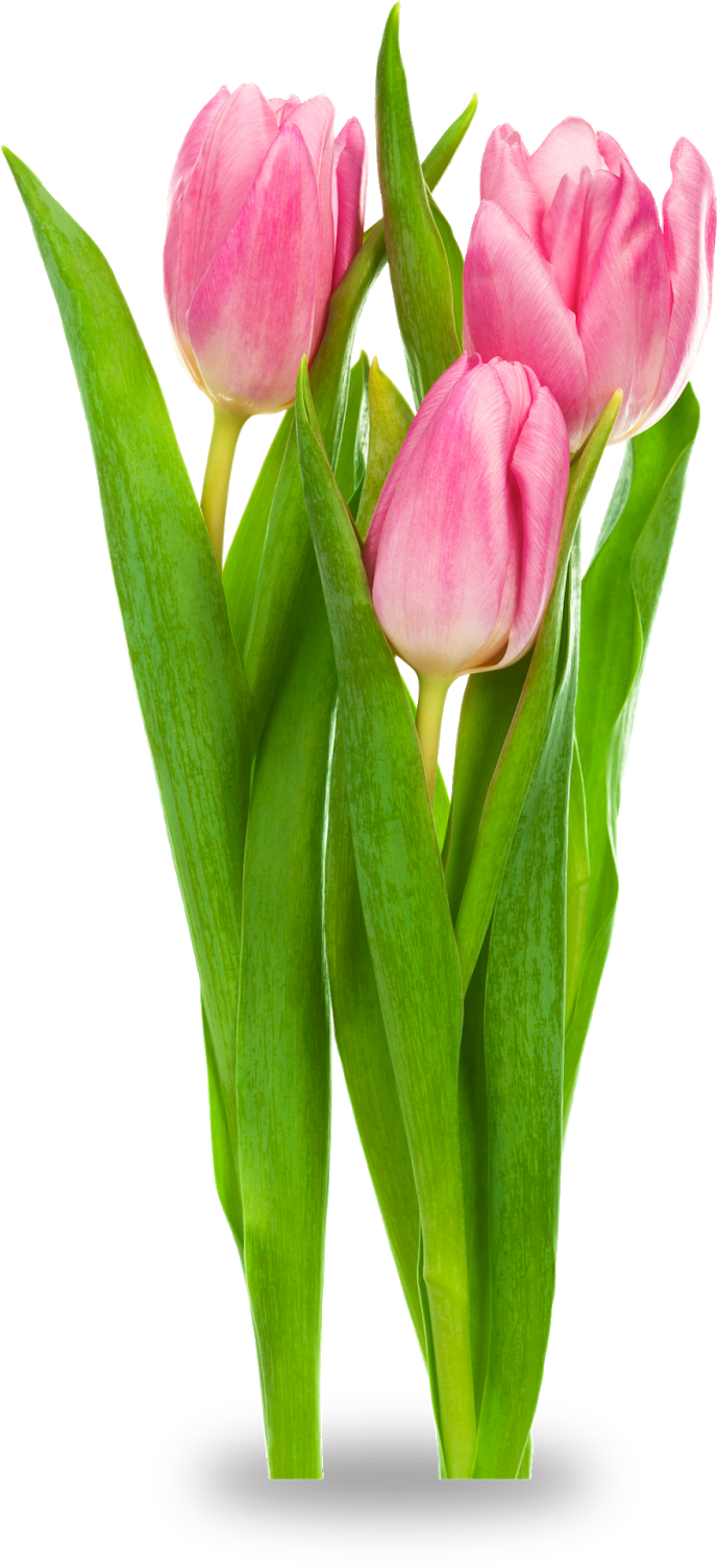 Clipart Resolution 823*1600 - Cut Flowers Transparent Background (823x1600), Png Download