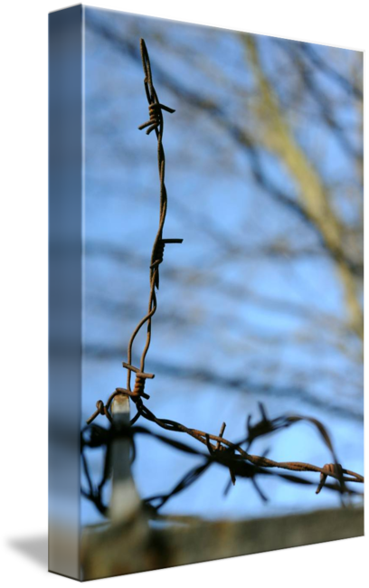 Spine Barbed Wire Png - Barbed Wire (408x650), Png Download