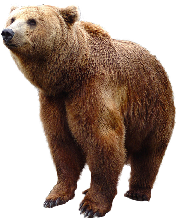 Grizzly Bear Standing Png Image - Grizzly Bear Bear Png (620x752), Png Download