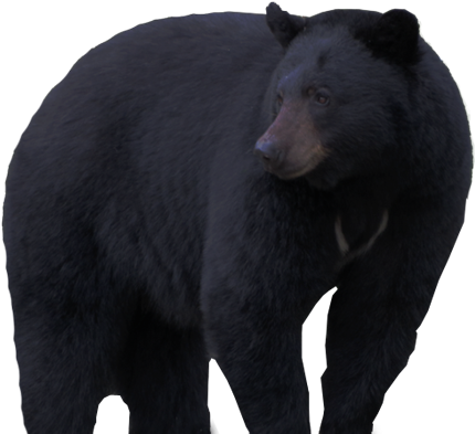 American Black Bear (450x490), Png Download