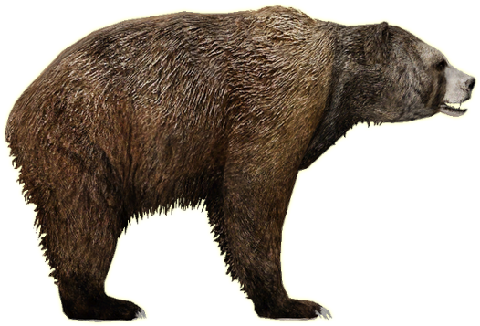 Bear Png - Zoo Tycoon 2 Short Faced Bear (600x450), Png Download