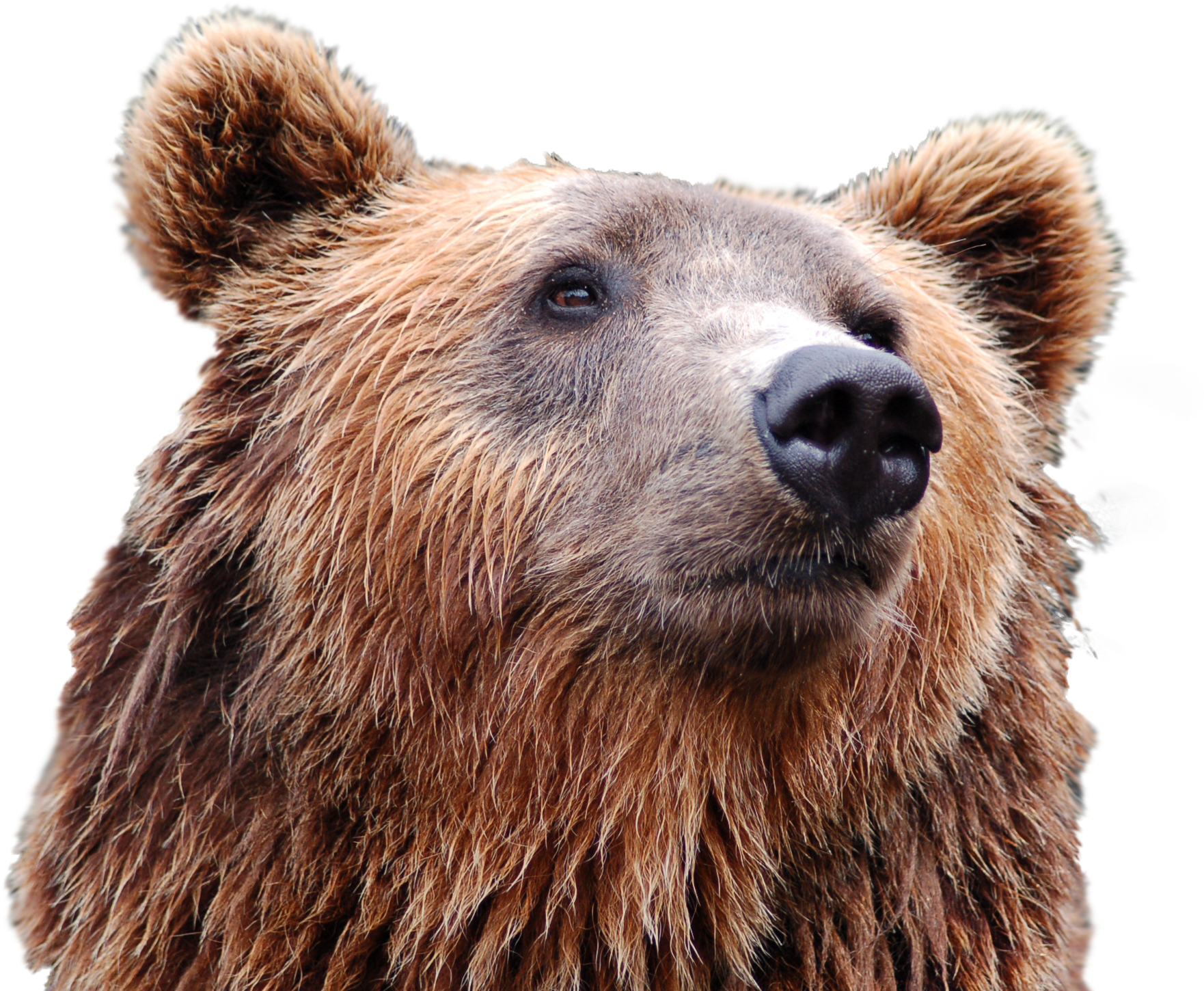 Head Clipart Brown Bear (2256x1496), Png Download
