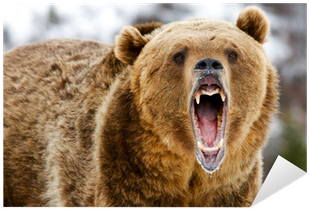 Banff Bear Attacks (400x400), Png Download