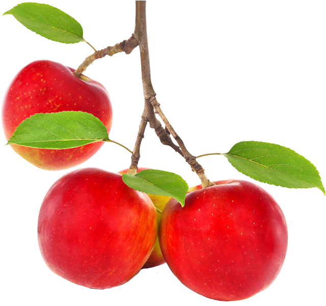 A - Apple Tree Branch Png (800x600), Png Download