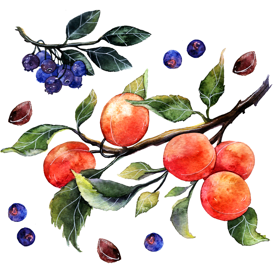 Thank You - Painting Watercolor Of Oranges (1200x1200), Png Download