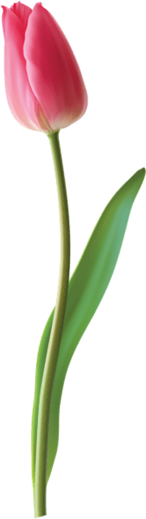 Download Closed Pink Tulip Png Images Background (480x1665), Png Download