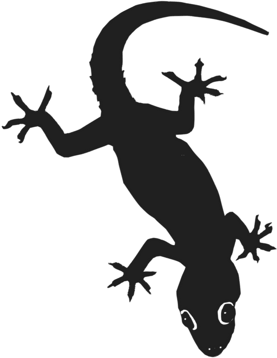 Gecko Png (720x720), Png Download