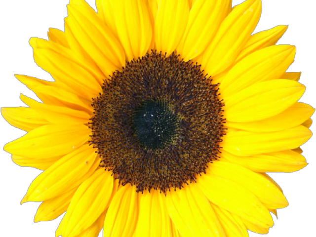 Yellow Flower Clipart Tumblr Transparent (640x480), Png Download