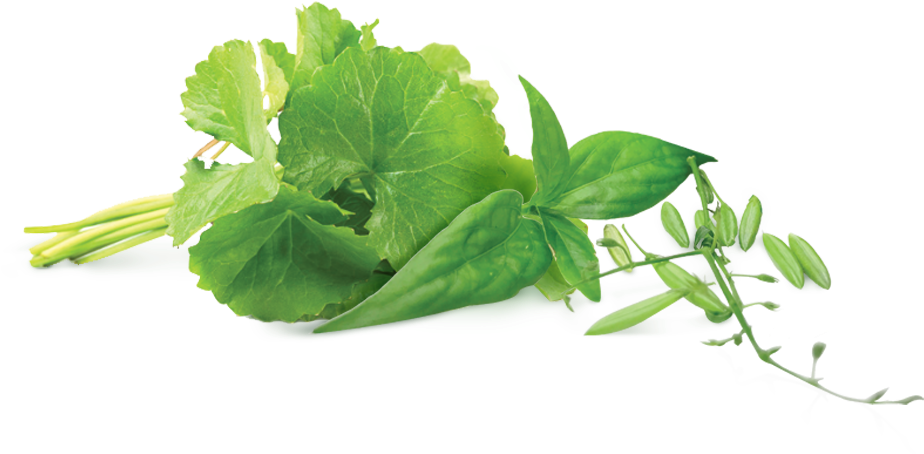 Ingredient Hempedu Bumi (1000x1000), Png Download