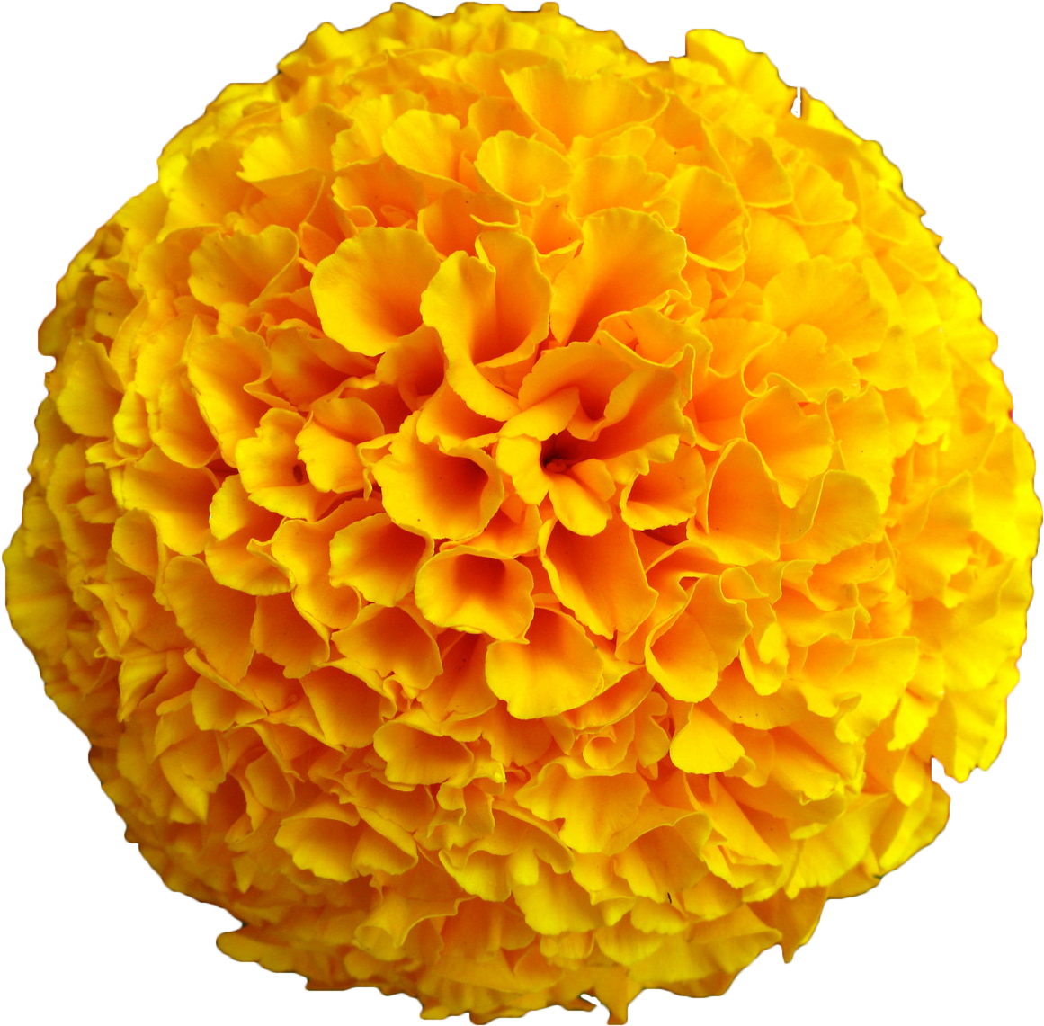 Clip Art Big Orange Flower (1200x1168), Png Download