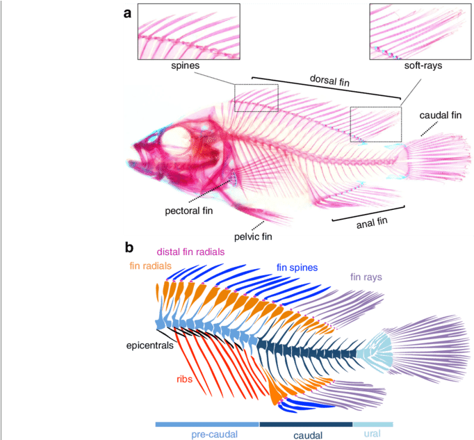 Osteology Of The Axial And Median Fin Skeleton Of A (850x632), Png Download