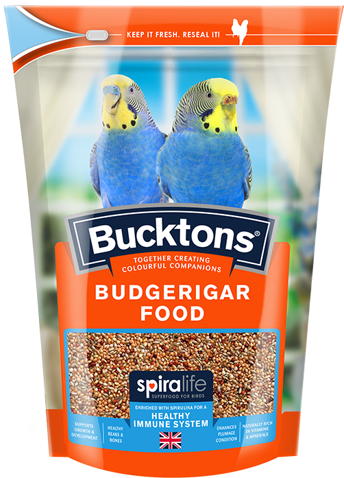 Budgerigar With Spiralife (800x800), Png Download