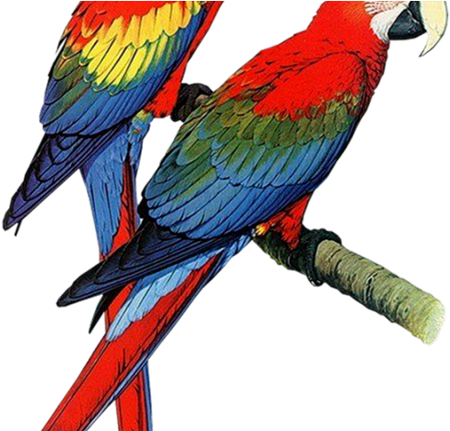 Budgerigar Clipart (640x480), Png Download