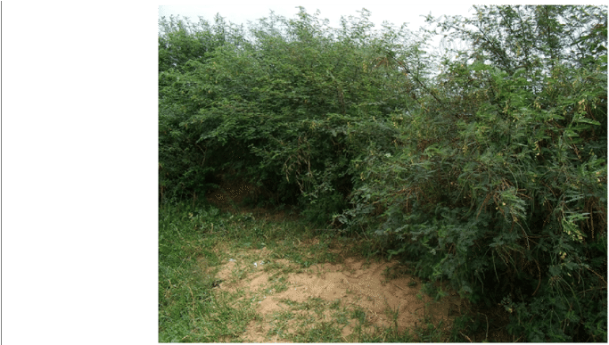 Bushy Vegetation In Rasi Nyabero Village In Rorya District (850x386), Png Download