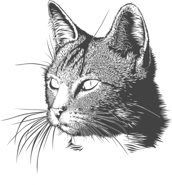 Cat, Kitty, Head, Domestic Animal, Matou, Feline (671x720), Png Download