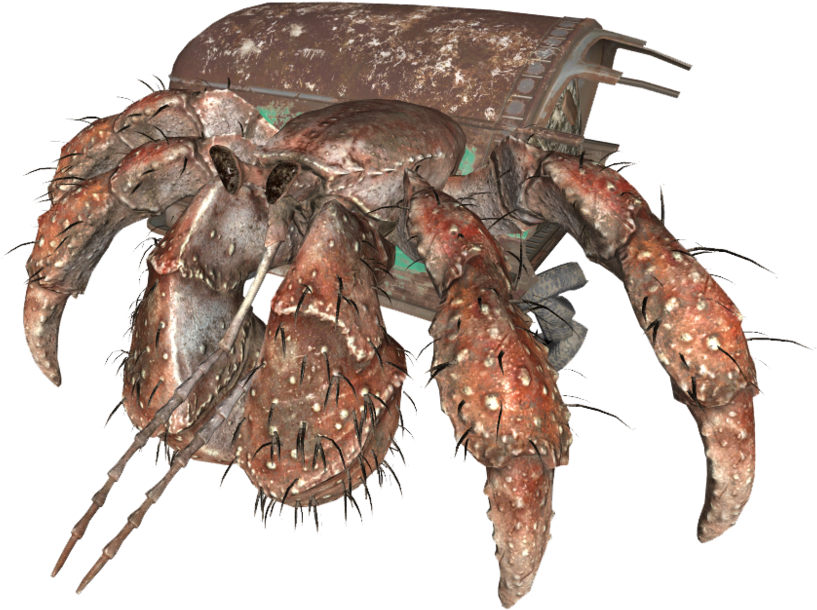 Hermitcrab (1000x792), Png Download