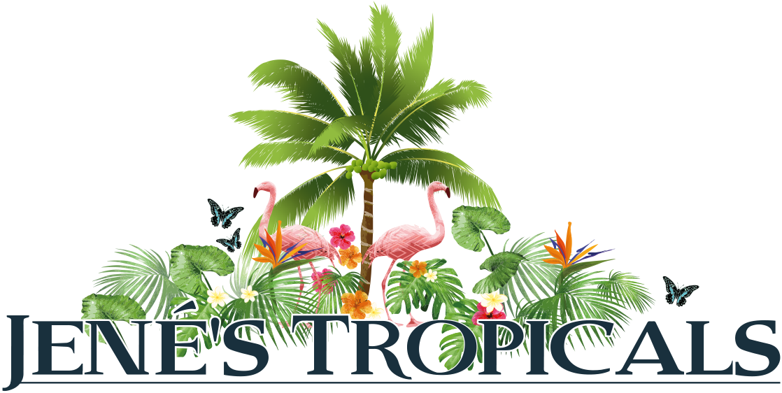 Jene's Tropical Fruit Trees - Jene's Tropicals (1119x570), Png Download