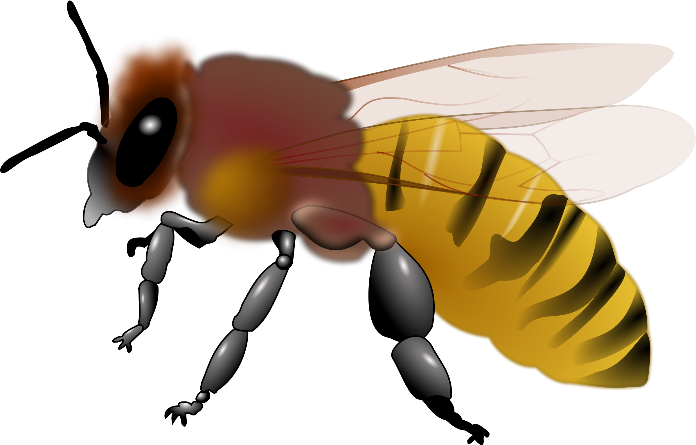 Bee Clipart - Honey Bee Picture Cliparts (2400x2400), Png Download