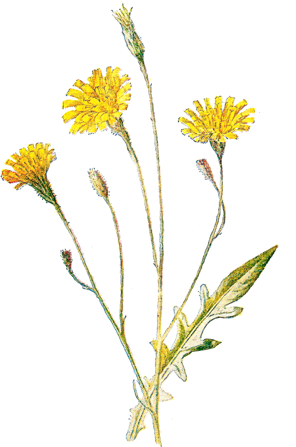 Wildflowers Of North America - Wild Flower Field Png (1114x1600), Png Download