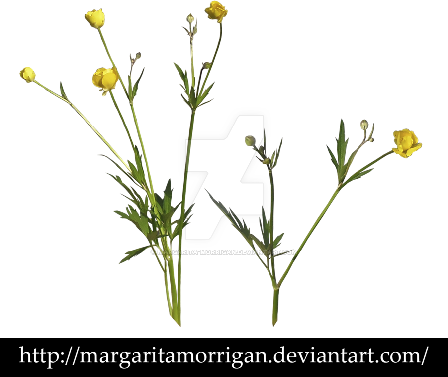 Wildflowers By Margaritamorrigan By Margarita-morrigan - Wild Flowers Photoshop (900x802), Png Download