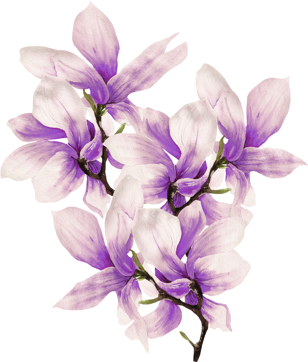 This Graphics Is Hand Painted Delicate Magnolia Png - 木兰 花 (1024x1202), Png Download