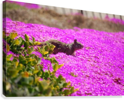 Pink Wild Flowers On A Hill With A Squirrel Canvas - Magenta Flowers In Hill (429x346), Png Download