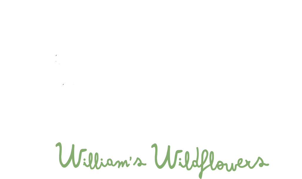William's Wildflowers - New York City (1046x625), Png Download