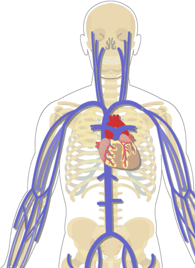 Unlabelled Image Of The Major Systemic Veins Of The - Arm Veins Without Labels (666x550), Png Download