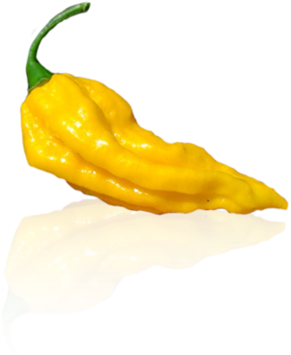 Gallery Small Bhut Jolokia Yellow - Cartoon Scotch Bonnet Pepper Png (700x518), Png Download