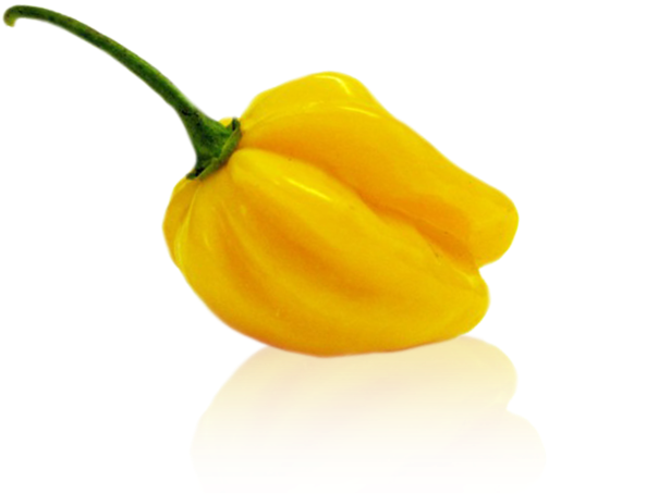 Gallery Small Habanero Yellow Big Sun - Yellow (700x518), Png Download
