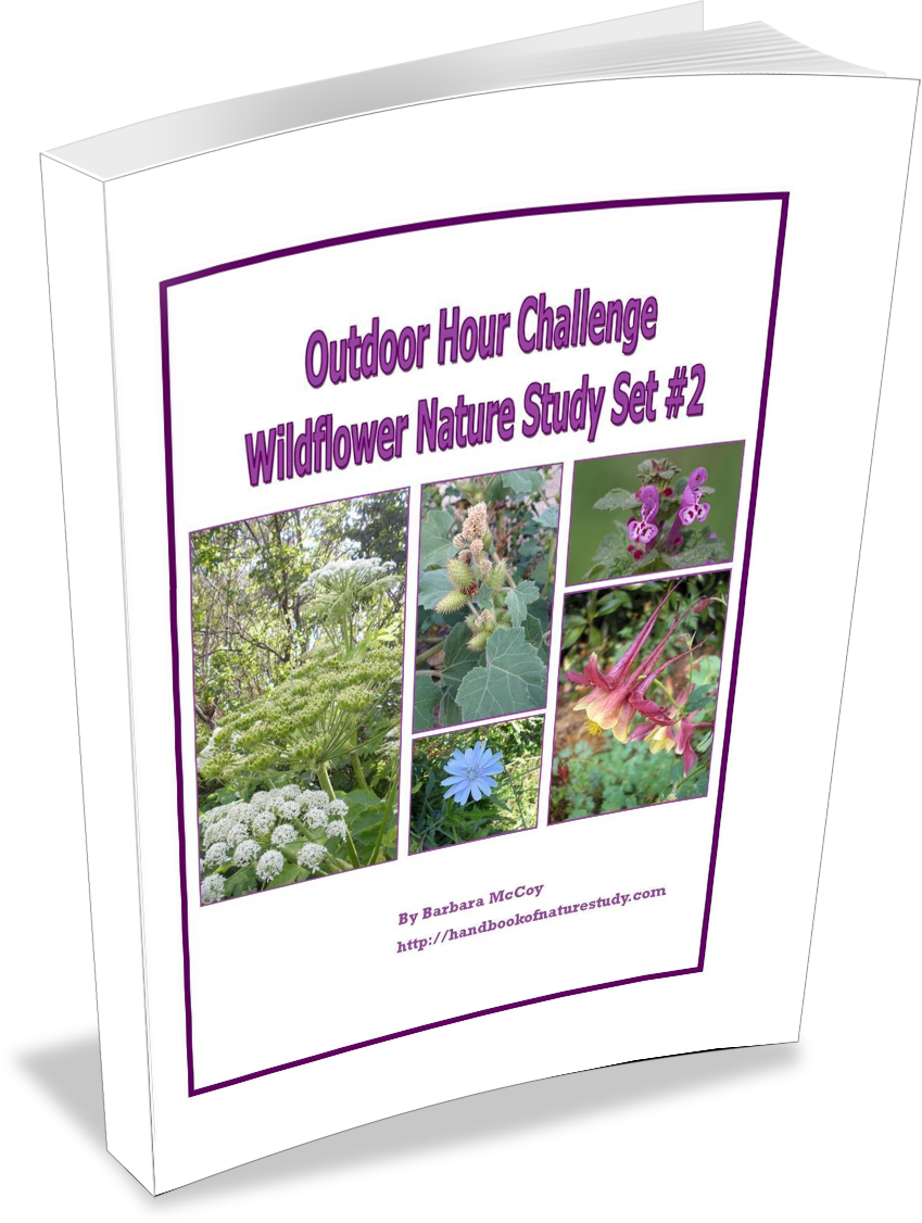 Ohc Wildflower Set 2 @handbookofnaturestudy (849x1126), Png Download