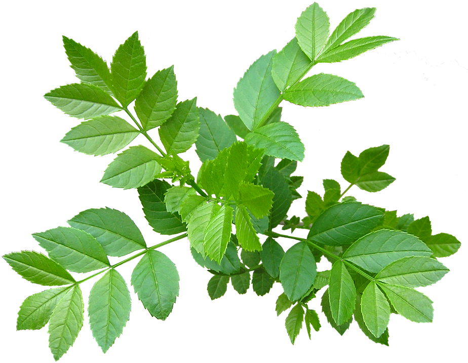 Leaves, Ash Tree, New, Shoots (960x718), Png Download