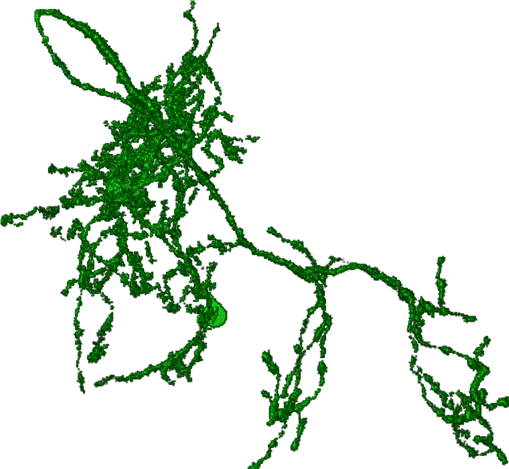 Neuron Png (1088x1008), Png Download