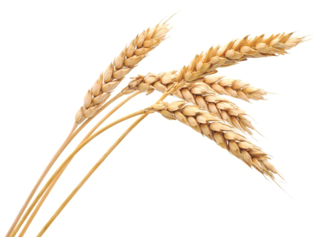 Harvested Wheat Png Image (750x497), Png Download