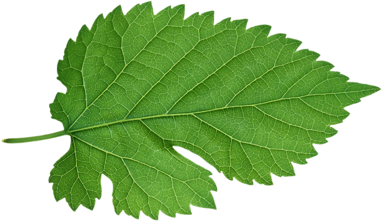 Jardin L' Amour (800x568), Png Download