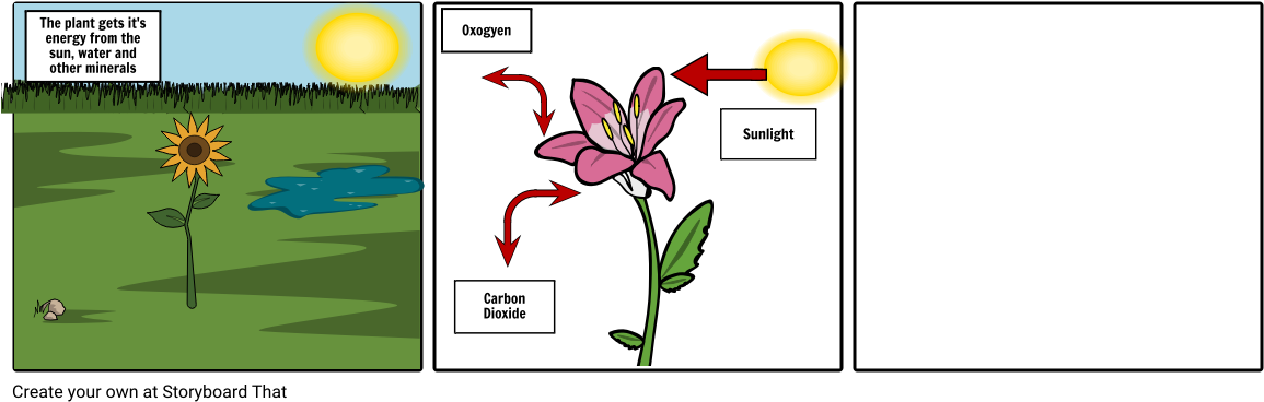 Photosynthesis (1164x385), Png Download